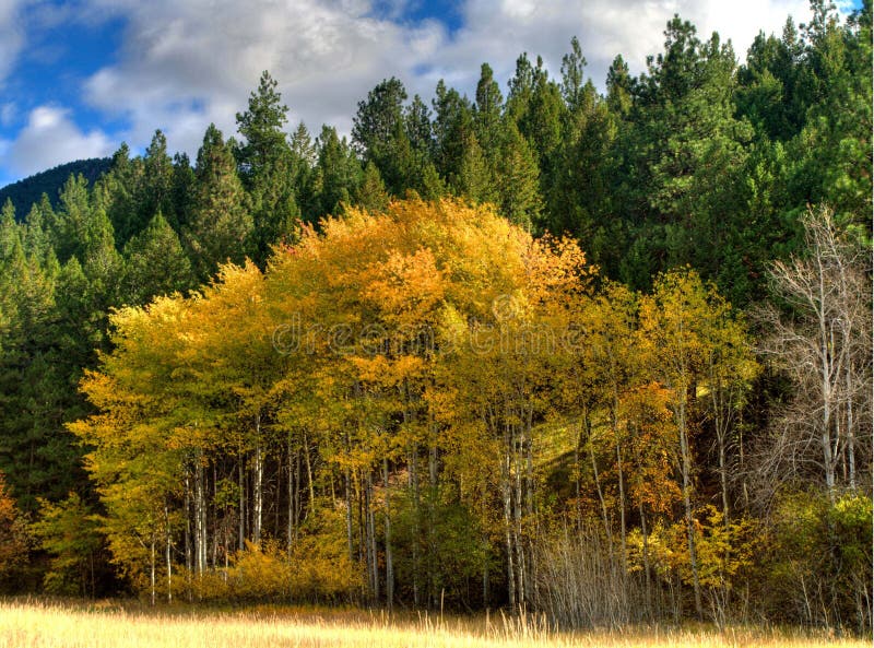 Fall aspens fronting a fir and cottenwood forest. Gold leaves with white bark, bordering a Montana meadow. Fall aspens fronting a fir and cottenwood forest. Gold leaves with white bark, bordering a Montana meadow.