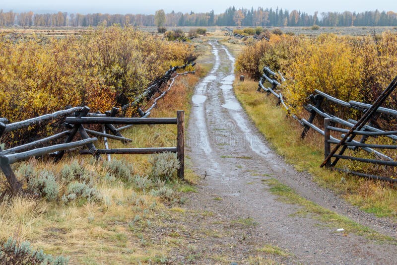 Aspens turning in the fall in Wyoming near Jackson Hole. Mountains in the background with a storm brewing. Snowing on a dirt road with snow clinging to the wood rail fence. Aspens turning in the fall in Wyoming near Jackson Hole. Mountains in the background with a storm brewing. Snowing on a dirt road with snow clinging to the wood rail fence.