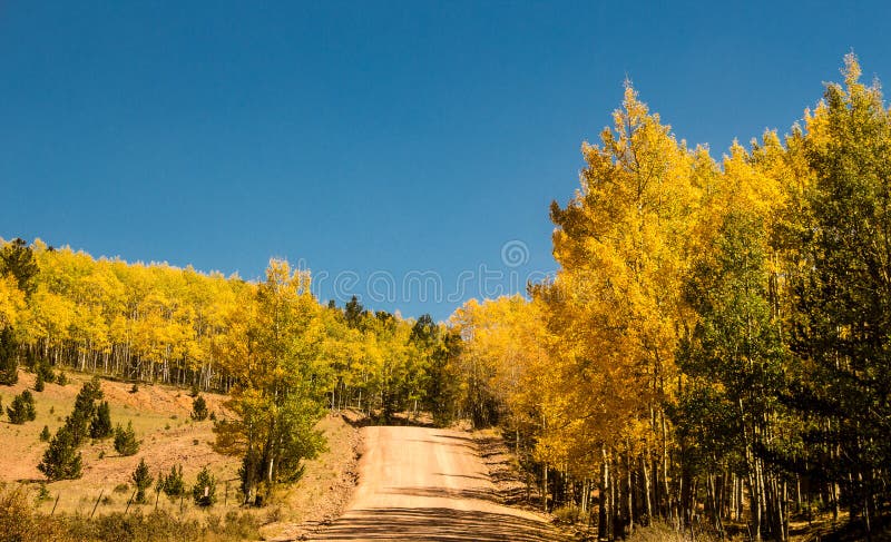 These aspens are turning gold, red and yellow in the fall on a dirt road near Cripple Creek, Colorado. This is a beautiful time of year to be in Colorado. These aspens are turning gold, red and yellow in the fall on a dirt road near Cripple Creek, Colorado. This is a beautiful time of year to be in Colorado.