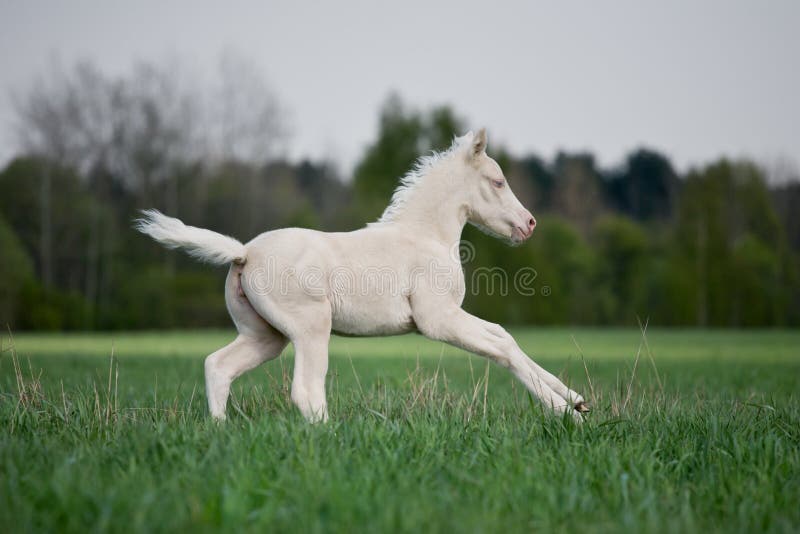 осленок поля gallops белизна стоковые фотографии rf осленок поля gallops белизна стоковые фотографии rf