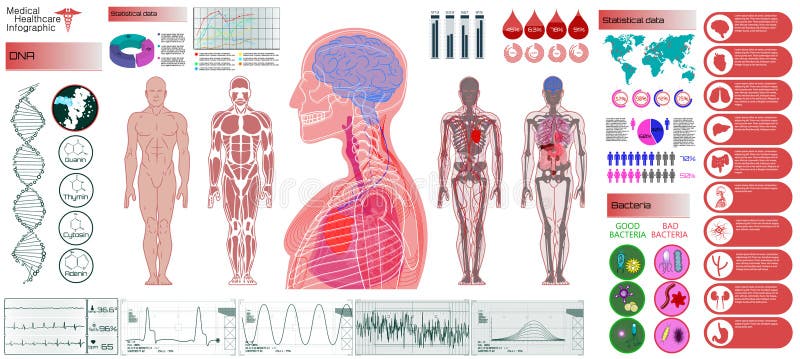 Human Anatomy, Body With Internal Organs stock illustration