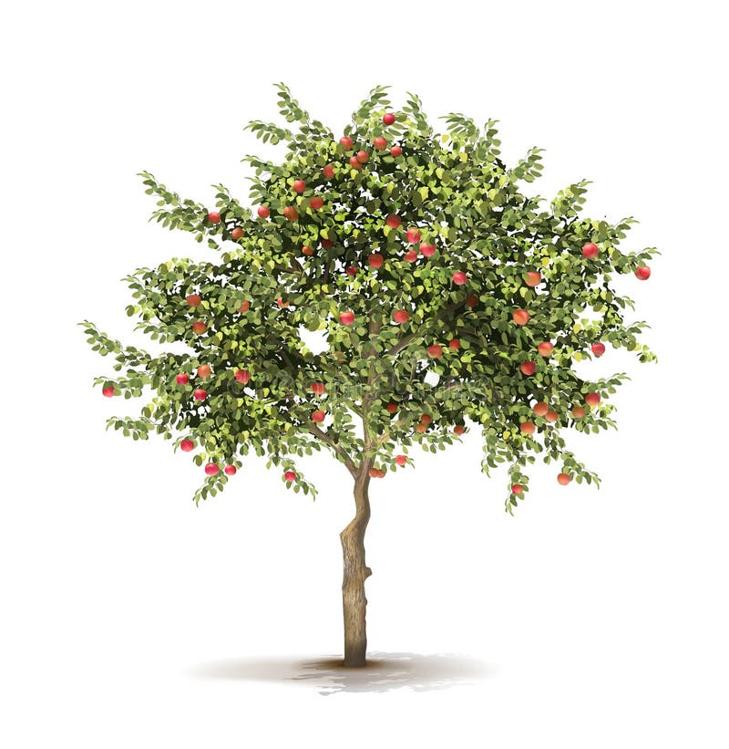 Apple Tree. Ripe Fruits on a Tree. Vector Illustration Stock Vector
