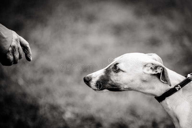 A hand of an elderly woman slowly approaches a Greyhound. A hand of an elderly woman slowly approaches a Greyhound.