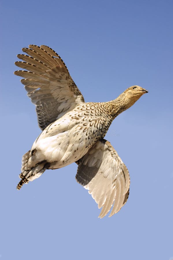 Остр-замкнутый grouse стоковые фото Остр-замкнутый grouse стоковые фото