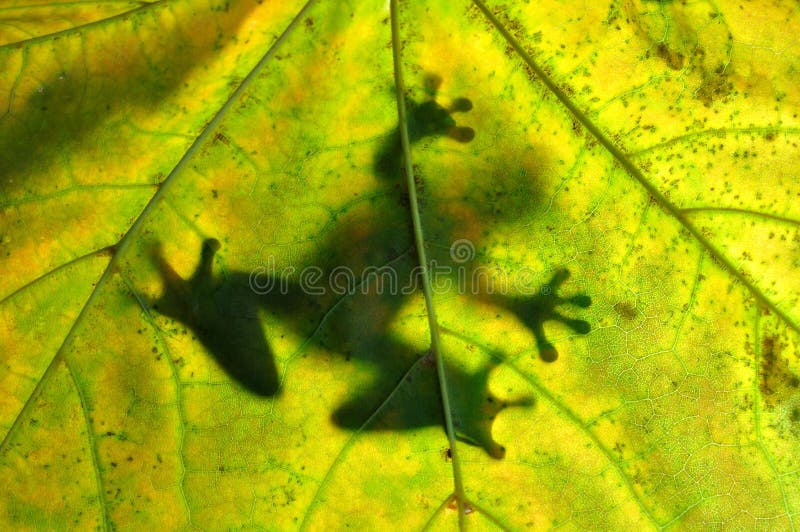 Frog shadow on a leaf. Frog shadow on a leaf