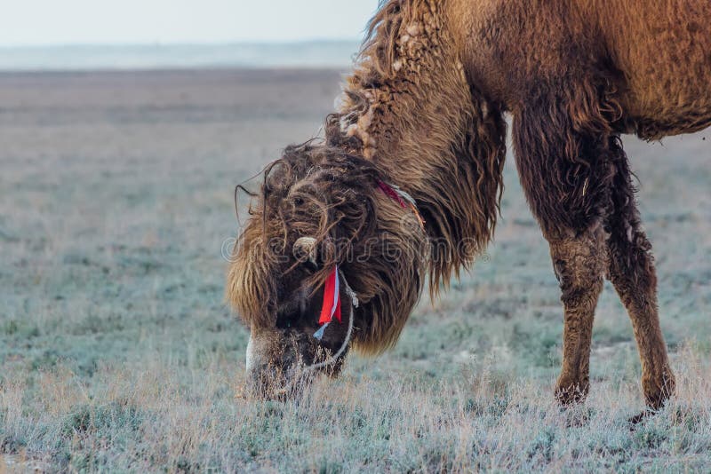 Отечественный коричневый bactrian two-humped верблюд ест траву стоковая фотография rf Отечественный коричневый bactrian two-humped верблюд ест траву стоковая фотография rf