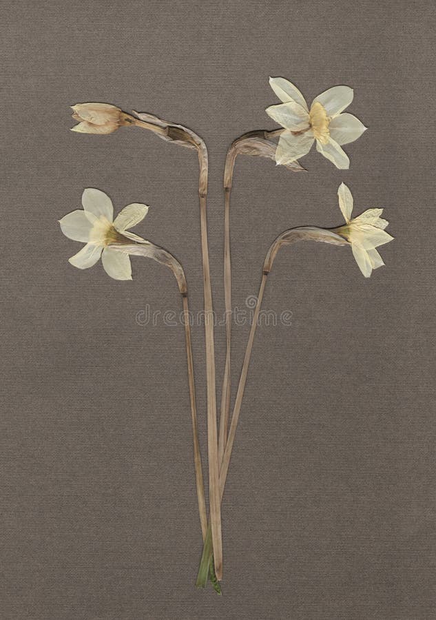 Отжатые и высушенные daffodils Белый narcissus Винтажная предпосылка гербария на текстурированной серой бумаге Просмотренное изоб стоковые изображения rf Отжатые и высушенные daffodils Белый narcissus Винтажная предпосылка гербария на текстурированной серой бумаге Просмотренное изоб стоковые изображения rf