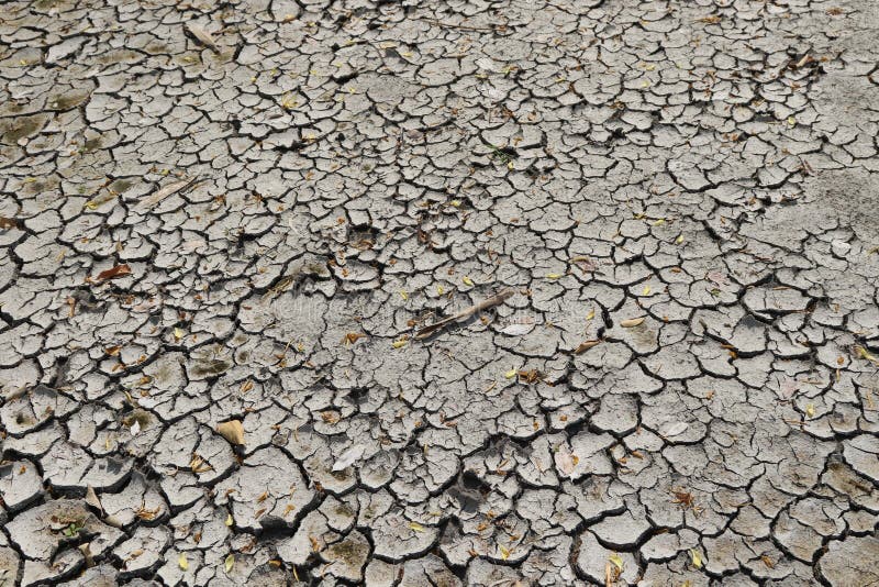 Mud cracks (also known as desiccation cracks or mud cracks) are sedimentary structures formed as muddy sediment dries and contracts. Crack formation also occurs in clayey soils as a result of a reduction in water content. Mud cracks (also known as desiccation cracks or mud cracks) are sedimentary structures formed as muddy sediment dries and contracts. Crack formation also occurs in clayey soils as a result of a reduction in water content.