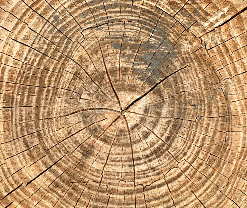 Cracks and annual rings on the saw cut of old tree. Cracks and annual rings on the saw cut of old tree