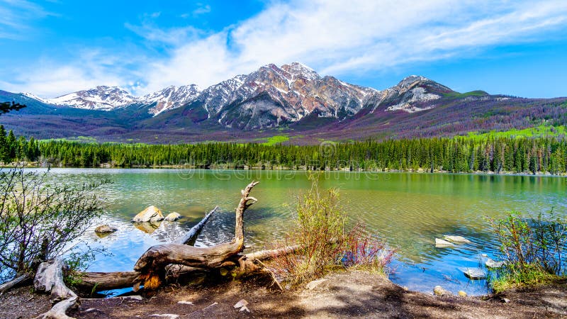 Reflection of Pyramid Mountain, in the Victoria Cross Range, in Pyramid Lake in Jasper National Park in Alberta, Canada. The brown trees on the slopes are Pine Trees destroyed by the Pine Beetle. Reflection of Pyramid Mountain, in the Victoria Cross Range, in Pyramid Lake in Jasper National Park in Alberta, Canada. The brown trees on the slopes are Pine Trees destroyed by the Pine Beetle