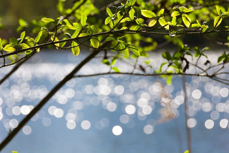 Отражения Bokeh на озере, скачут молодые листья стоковые фото Отражения Bokeh на озере, скачут молодые листья стоковые фото