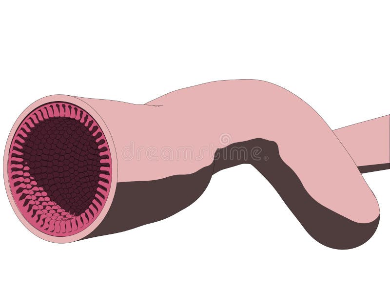 Vector illustration of a colon cut. Vector illustration of a colon cut