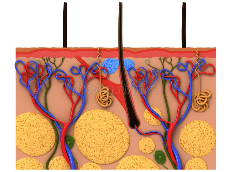 3d rendered illustration from a profile of human skin. 3d rendered illustration from a profile of human skin