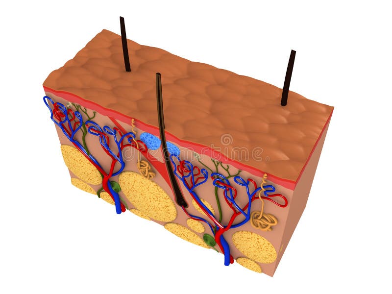 3d rendered illustration from a profile of human skin. 3d rendered illustration from a profile of human skin