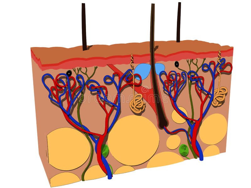 Vector illustration of a human skin cut. Vector illustration of a human skin cut