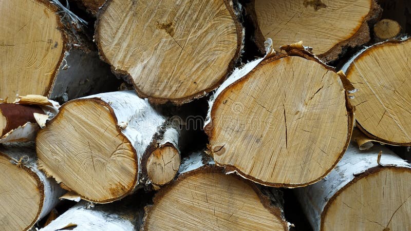 Отрезанные журналы, конец-вверх Спиленные хоботы березы стоковые изображения rf Отрезанные журналы, конец-вверх Спиленные хоботы березы стоковые изображения rf