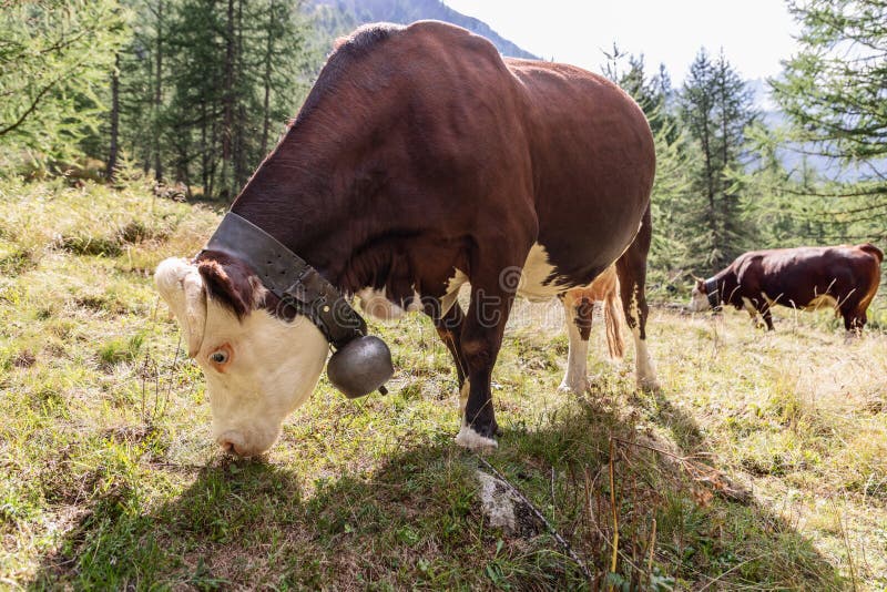 2 charming cows with brown skins with large metal bells on wide leather straps around their necks nibbling grass in alpine meadow, close-up view, Aosta, Italy. 2 charming cows with brown skins with large metal bells on wide leather straps around their necks nibbling grass in alpine meadow, close-up view, Aosta, Italy