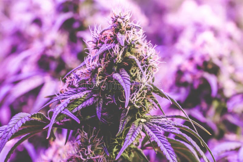Фиолетовый цвет конопли набор тестов на марихуану