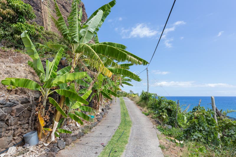 Banana plantation along the coast beneath the cliffs of Madeira Island, Portugal. Banana plantation along the coast beneath the cliffs of Madeira Island, Portugal