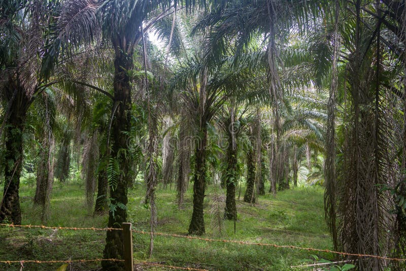 Плантация пальмы где был раз тропический лес Kuching, Борнео в Малайзии стоковые изображения Плантация пальмы где был раз тропический лес Kuching, Борнео в Малайзии стоковые изображения