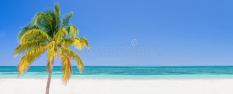 Пальма на пляже в Cayo Levisa Кубе, панорамной предпосылке с космосом экземпляра, концепцией перемещения стоковые изображения