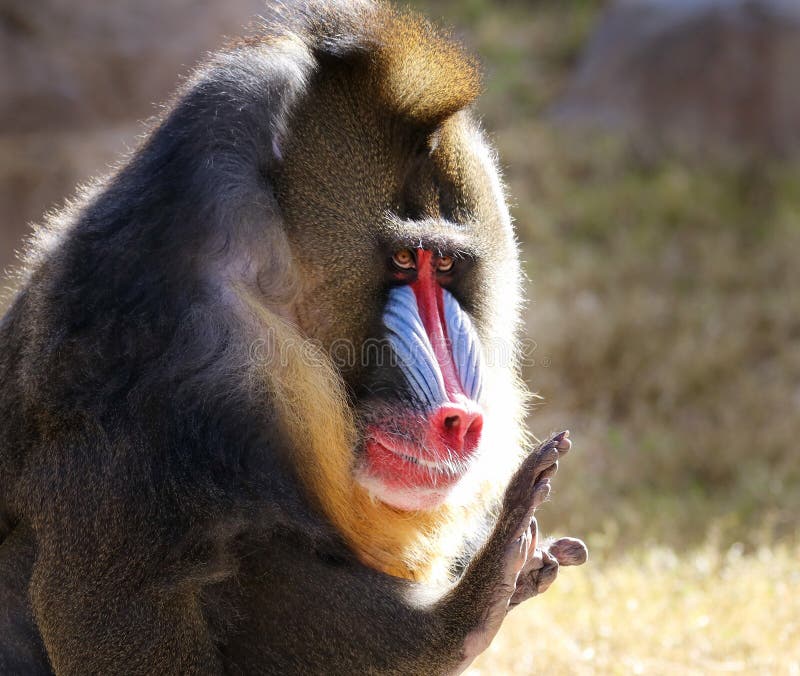 Павиан Mandrill - портрет крупного плана стоковое изображение rf Павиан Mandrill - портрет крупного плана стоковое изображение rf