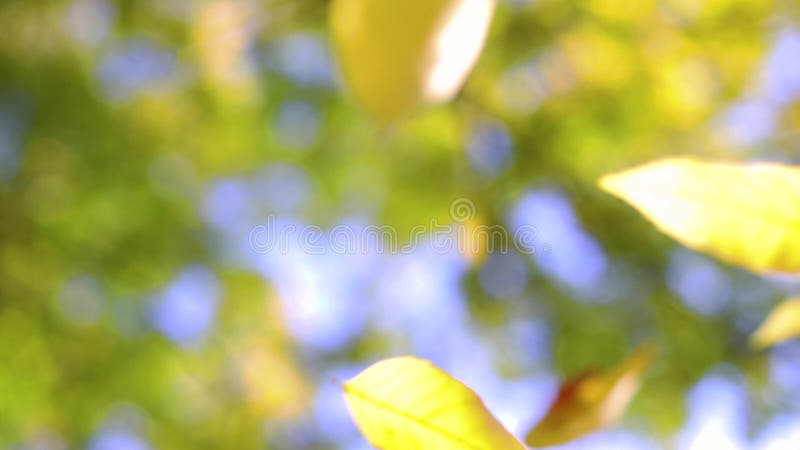 Падающие листья в парке осенью с красочными деревьев в качестве фона defocus