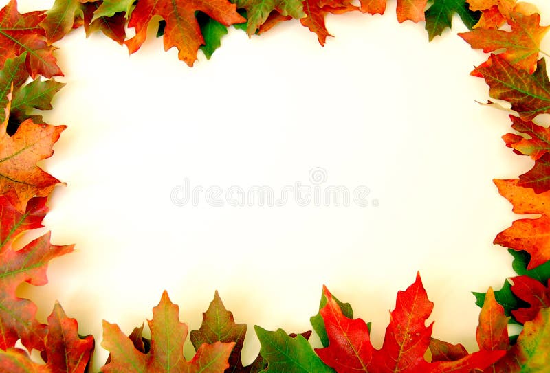 Autumn leaves on white background on border of photo. Autumn leaves on white background on border of photo