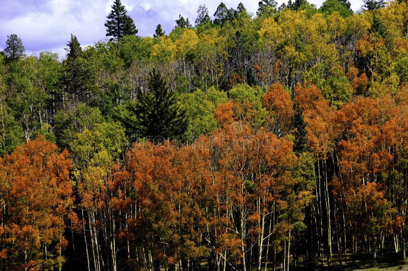 A grove of aspens turning bright colors in fall. A grove of aspens turning bright colors in fall