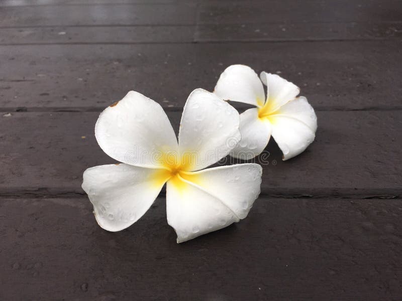 Падение цветка frangipani пар белое на деревянной террасе стоковое изображение Падение цветка frangipani пар белое на деревянной террасе стоковое изображение