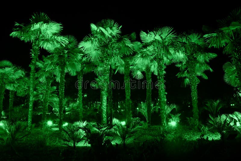 Palm trees illuminated with green light at night. Palm trees illuminated with green light at night