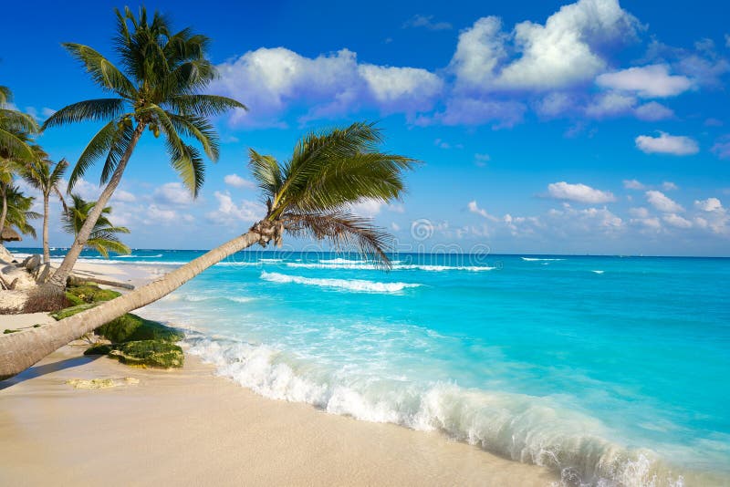 Playa del Carmen beach palm trees in Riviera Maya Caribbean of Mexico. Playa del Carmen beach palm trees in Riviera Maya Caribbean of Mexico