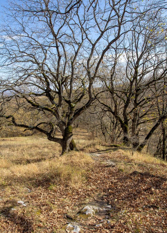 панорама парка осеннего периода в горной местности стоковое изображение