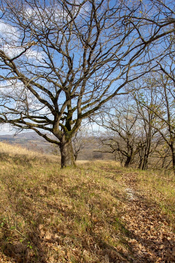 панорама парка осеннего периода в горной местности стоковые изображения