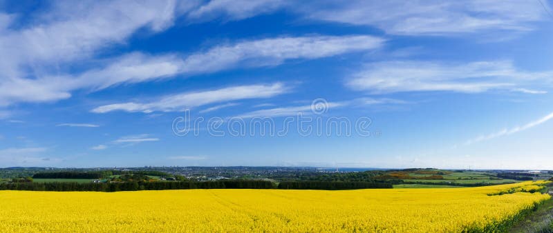 Countryside Rapeseed Flower Field panorama with Aberdeen city in the far distance. Countryside Rapeseed Flower Field panorama with Aberdeen city in the far distance