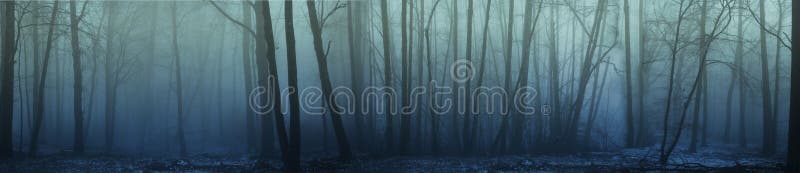 Panorama of forest fog in the winter forest, mysterious mystical landscape of greenish color. Panorama of forest fog in the winter forest, mysterious mystical landscape of greenish color