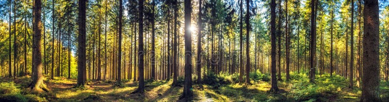Панорамный ландшафт леса осени стоковое изображение