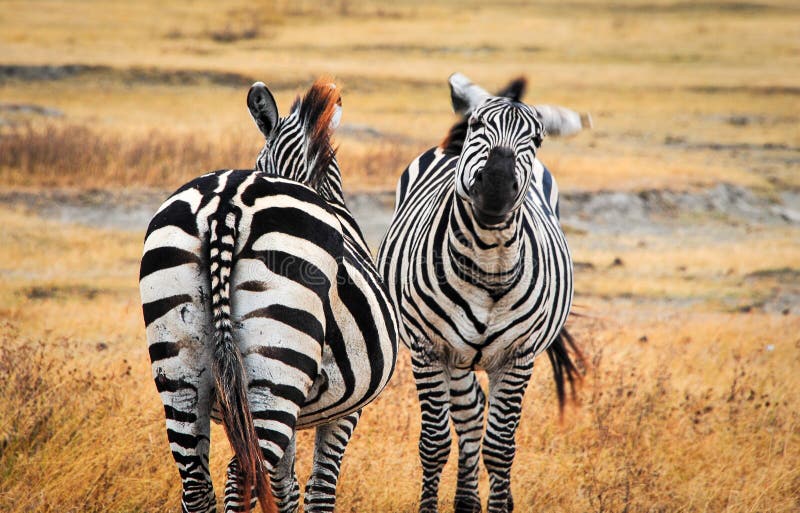 Пара зебр равнины в национальном парке Танзании Африке ngorongoro заката стоковое изображение rf