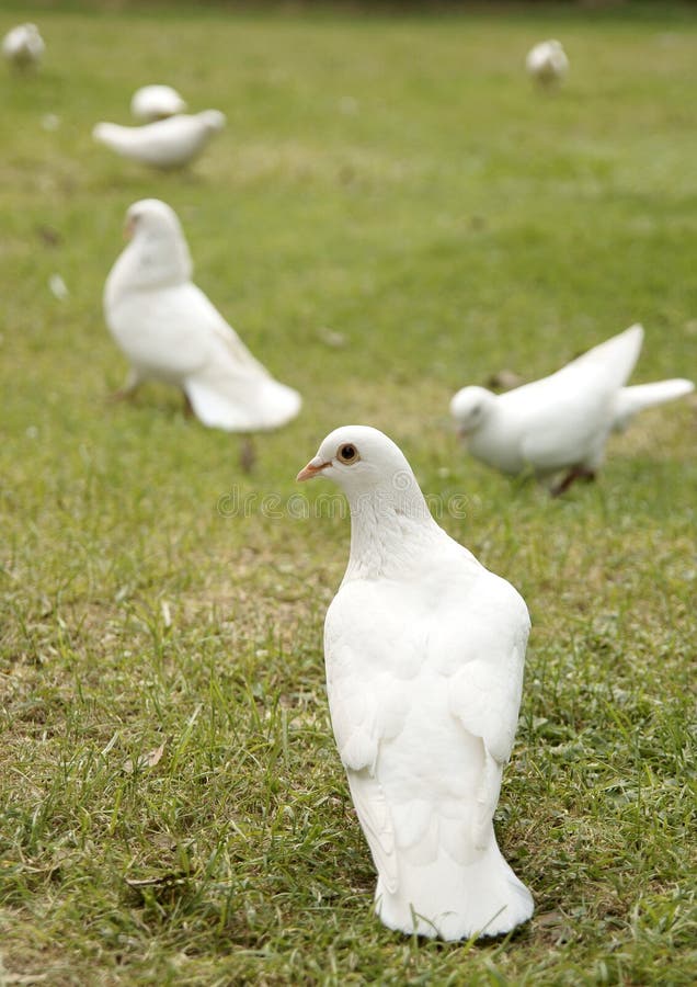 Several doves in the green lawn in a park. Several doves in the green lawn in a park.