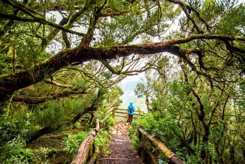 Парк Garajonay на острове Gomera Ла стоковые фото Парк Garajonay на острове Gomera Ла стоковые фото