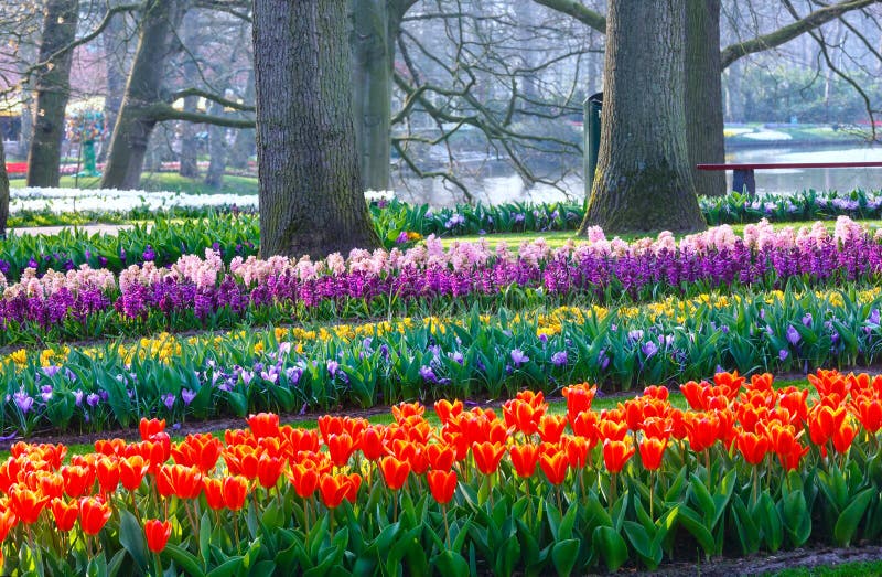Парк весны blossoming стоковые изображения rf Парк весны blossoming стоковые изображения rf