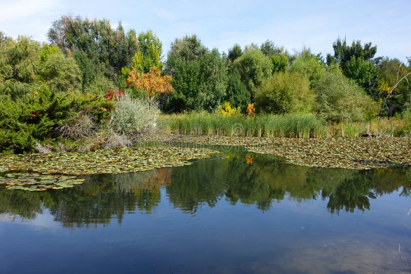 Water lilies on a pond in Boise, Idaho city park. Water lilies on a pond in Boise, Idaho city park.