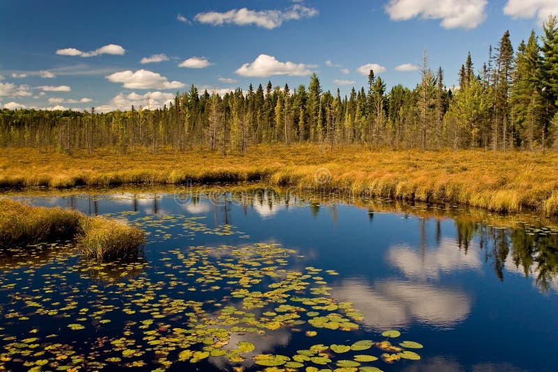 парк осени algonquin стоковое изображение rf