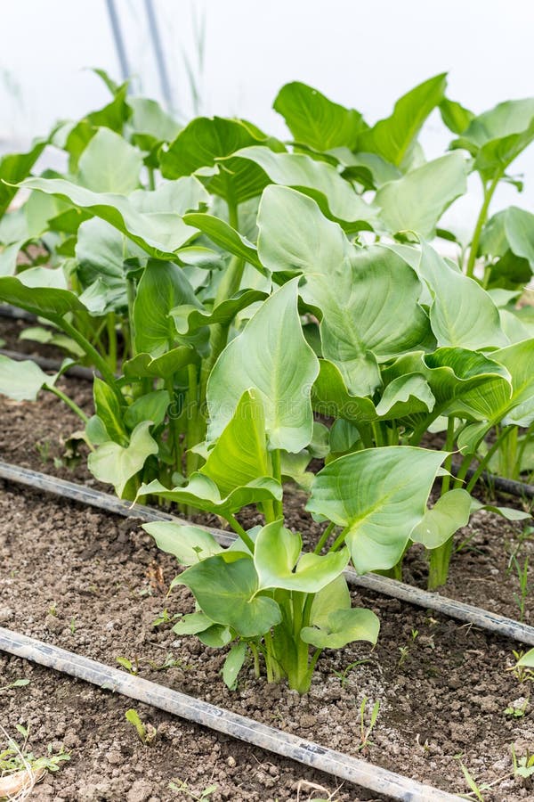 Парник лист цветка Calla стоковые изображения Парник лист цветка Calla стоковые изображения
