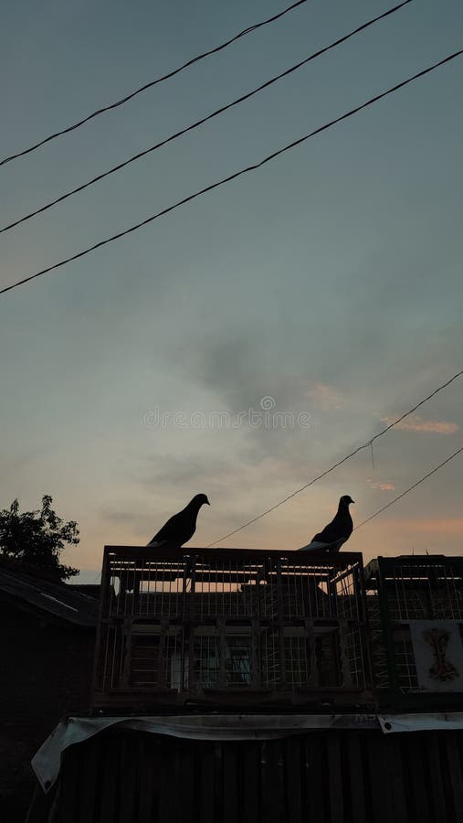 2 pairs of beautiful pigeons in the afternoon. 2 pairs of beautiful pigeons in the afternoon