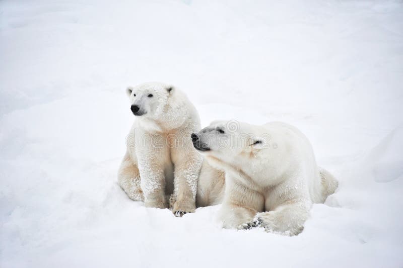 These two lovely polar bears are living behind the polar circle in Rovaniemi national park - Ranua Zoo. These two lovely polar bears are living behind the polar circle in Rovaniemi national park - Ranua Zoo