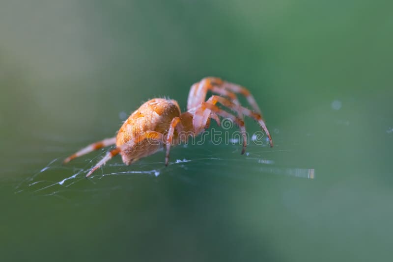 Closeup spider lightened by a sun sit on a web. Closeup spider lightened by a sun sit on a web