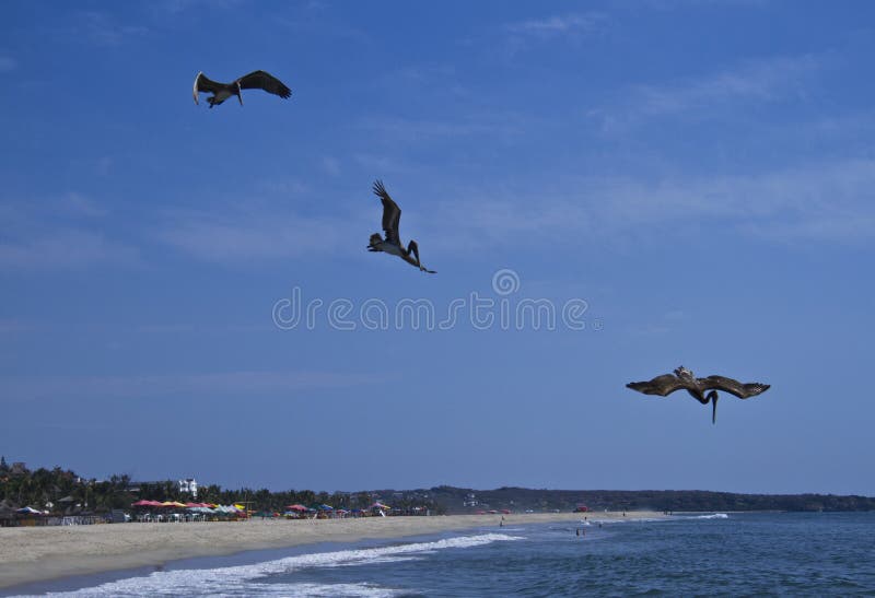 Пеликаны удя на пляже Puerto Escondido стоковые фото