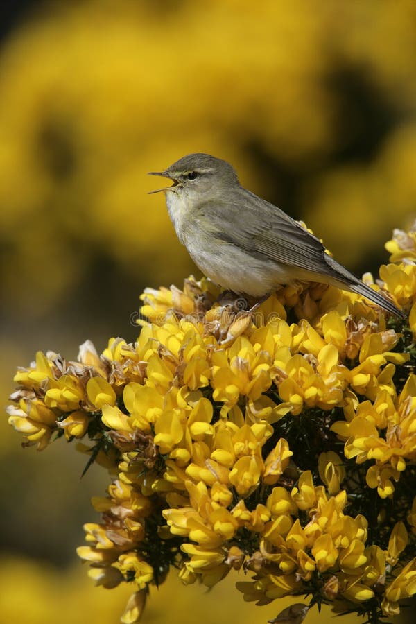 Соловей соловья, соловей молочницы Стоковое Фото - изображение ...