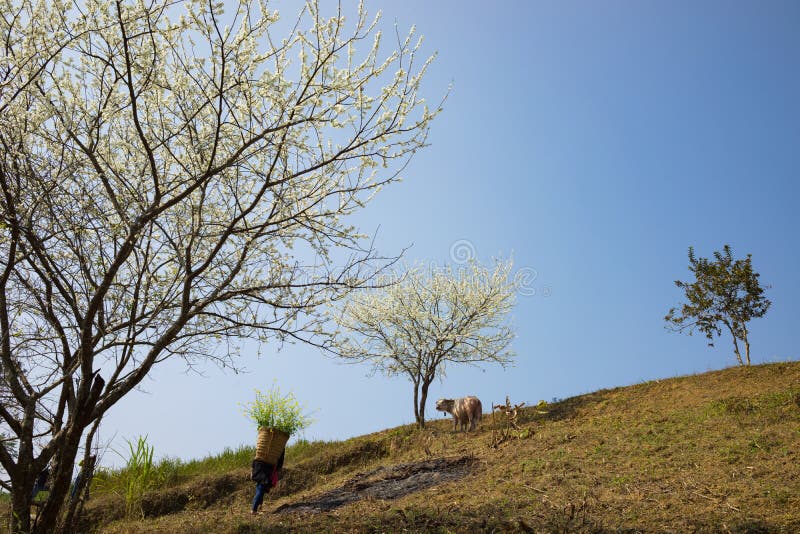 Пейзаж горы с капустой нося женщины этнического меньшинства Hmong цветет дальше слива задних, цветения, белые индийский буйвол и